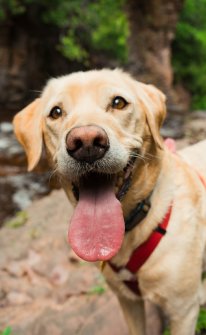 Dog Smiling